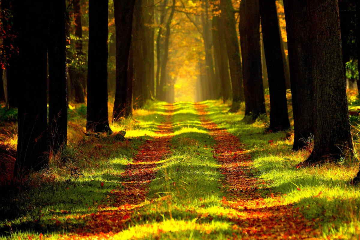 Un chemin dans la forêt par une journée ensoleillée d'automne.